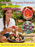 Figueira Importada da Grécia – Frutas Frescas para o Consumo Diário (Somete HOJE!)🔥