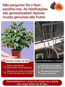 Figueira Importada da Grécia – Frutas Frescas para o Consumo Diário (Somete HOJE!)🔥