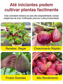 Figueira Importada da Grécia – Frutas Frescas para o Consumo Diário (Somete HOJE!)🔥
